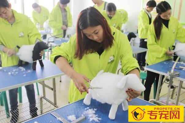 宠物美容剪刀的正确使用方法 宠物美容剪刀的正确使用方法