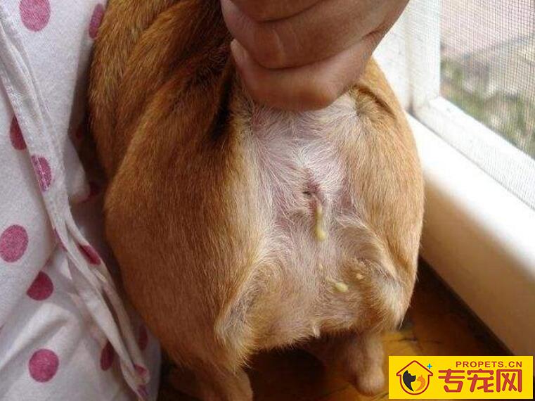 【怎么给狗狗挤肛门腺】教你给狗狗挤肛门腺的正确方法