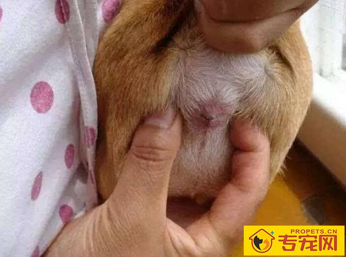 【怎么给狗狗挤肛门腺】教你给狗狗挤肛门腺的正确方法