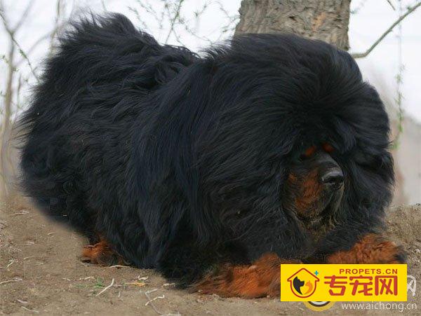 三种藏獒的繁育方法 了解藏獒繁