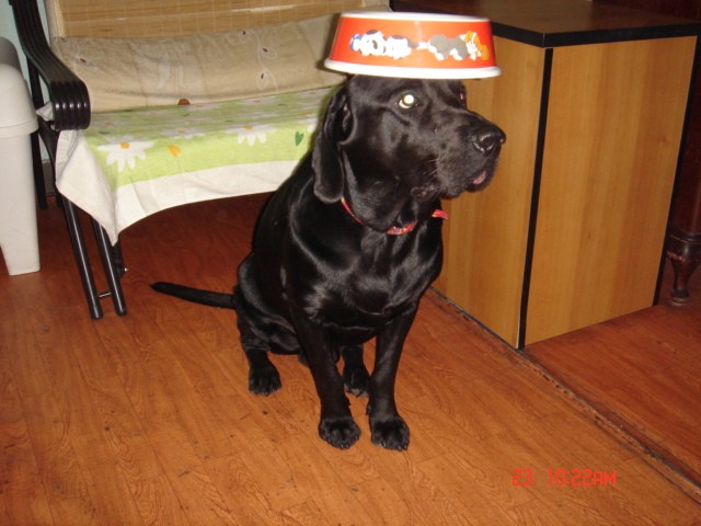 拉布拉多喜欢什么玩具