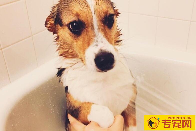给狗狗洗澡之前如何安抚 给狗狗洗澡之前如何安抚