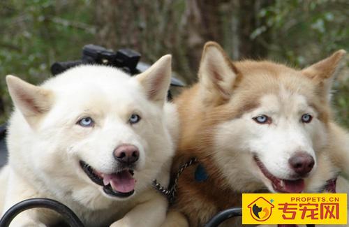 阿拉斯加雪橇犬的由来 最古老的雪橇之一