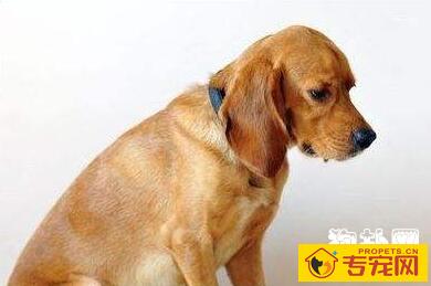 怎样防治犬的胃扩张? 怎样防治犬的胃扩张?