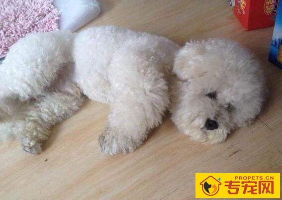 犬瘟热的症状表现及预防治疗方法 犬瘟热的症状表现及预防治疗方法