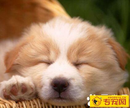 狗的特点 狗的消化道比食草动物要短