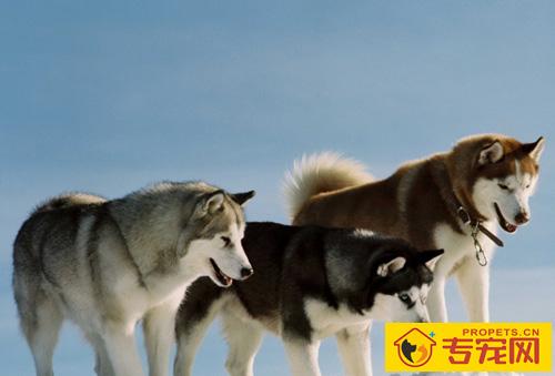 阿拉斯加雪橇犬辨别 胸部厚实肌肉丰富