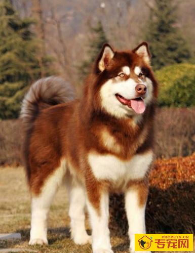 阿拉斯加雪橇犬的寿命有多久 吃七成饱延长寿命