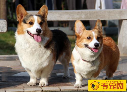 柯基犬的特点 从外貌特征去鉴别