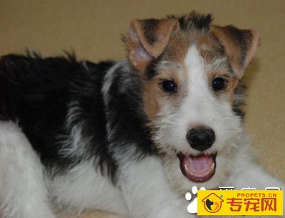 刚毛猎狐梗智商 排名是第五十一位