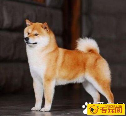 柴犬的形态特征 有它自己的特性之处
