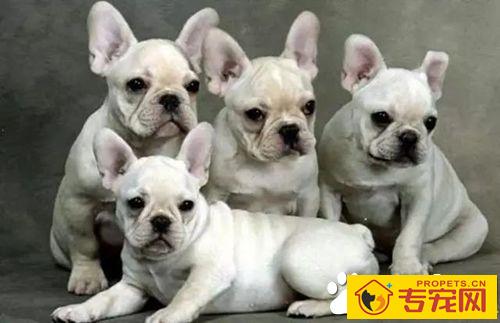 长不大的狗狗品种有哪些 长不大又好养的狗狗品种推荐