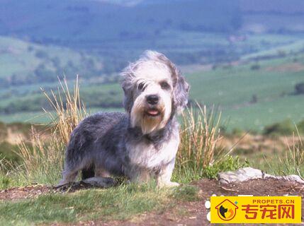 丹迪丁蒙梗怎么选 一定要注意它的特征形态