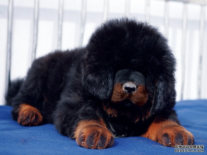 养藏獒需要准备什么东西