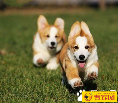 小型犬聪明排行 聪明的狗狗更易训练