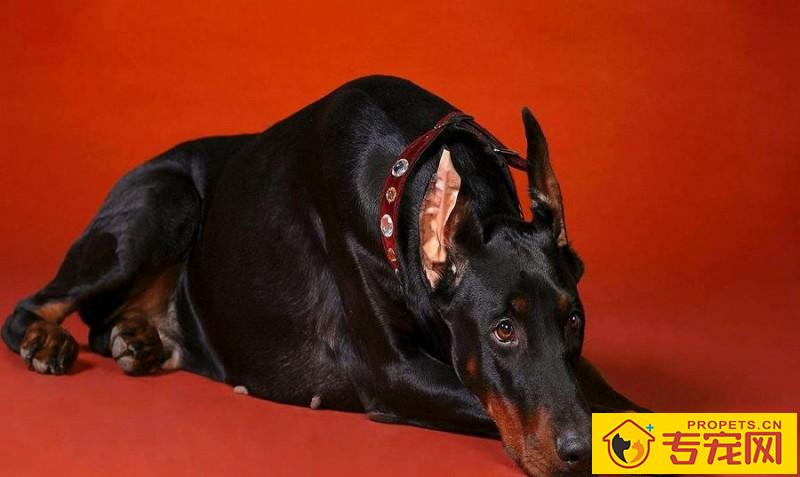 给狗狗刷牙的注意事项,适度地清洁口腔,帮助狗狗健康成长 给狗狗刷牙的注意事项,适度地清洁口腔,帮助狗狗健康成长