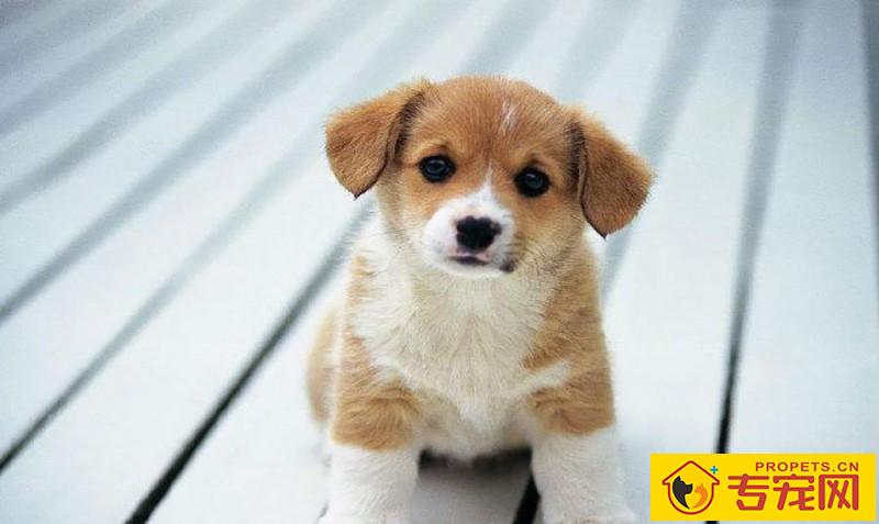 给狗狗刷牙的注意事项,适度地清洁口腔,帮助狗狗健康成长 给狗狗刷牙的注意事项,适度地清洁口腔,帮助狗狗健康成长