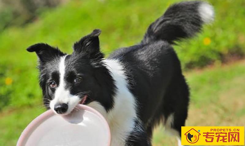 给狗狗刷牙的注意事项,适度地清洁口腔,帮助狗狗健康成长 给狗狗刷牙的注意事项,适度地清洁口腔,帮助狗狗健康成长