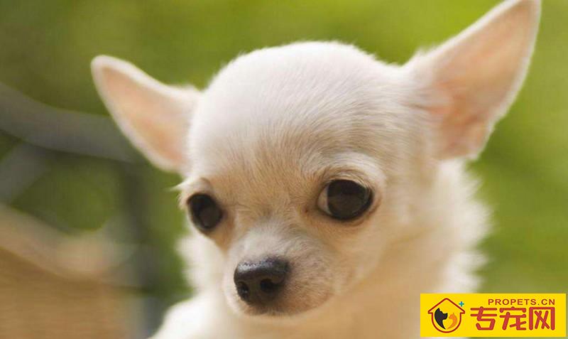 给狗狗刷牙的注意事项,适度地清洁口腔,帮助狗狗健康成长 给狗狗刷牙的注意事项,适度地清洁口腔,帮助狗狗健康成长