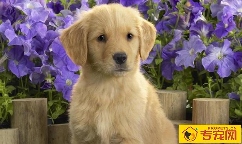 给狗狗刷牙的注意事项,适度地清洁口腔,帮助狗狗健康成长 给狗狗刷牙的注意事项,适度地清洁口腔,帮助狗狗健康成长