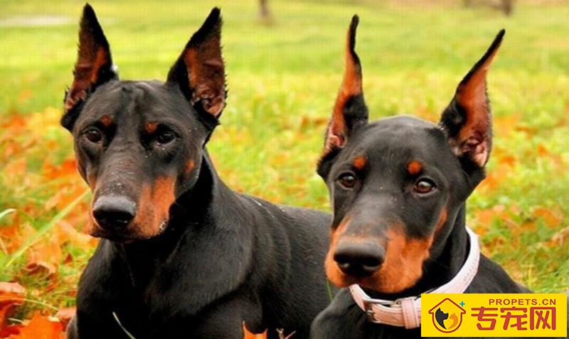 给狗狗刷牙的注意事项,适度地清洁口腔,帮助狗狗健康成长 给狗狗刷牙的注意事项,适度地清洁口腔,帮助狗狗健康成长