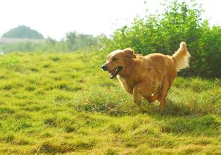 如何从小训练金毛