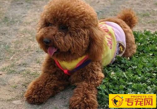 【狗狗膀胱癌症状】狗狗膀胱癌的原因及治疗方法 【狗狗膀胱癌症状】狗狗膀胱癌的原因及治疗方法