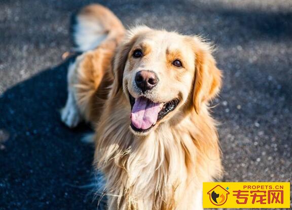 犬传染病与寄生虫大全 犬传染病与寄生虫大全