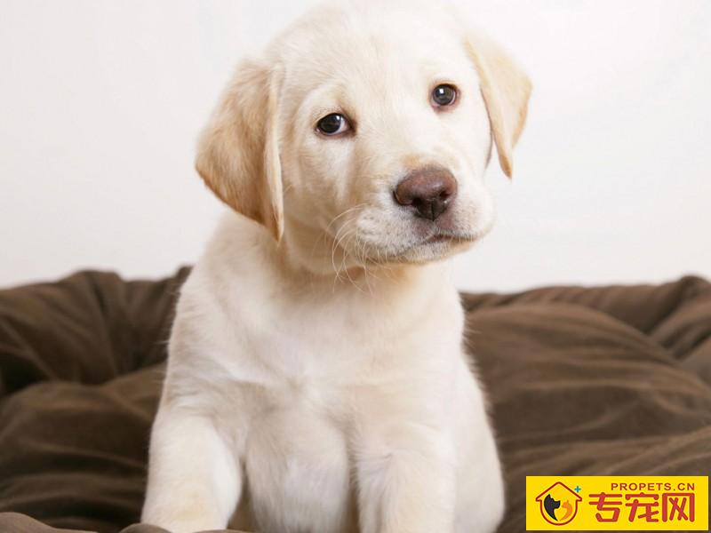 狗狗口腔溃疡几日能好 狗狗口腔溃疡几日能好