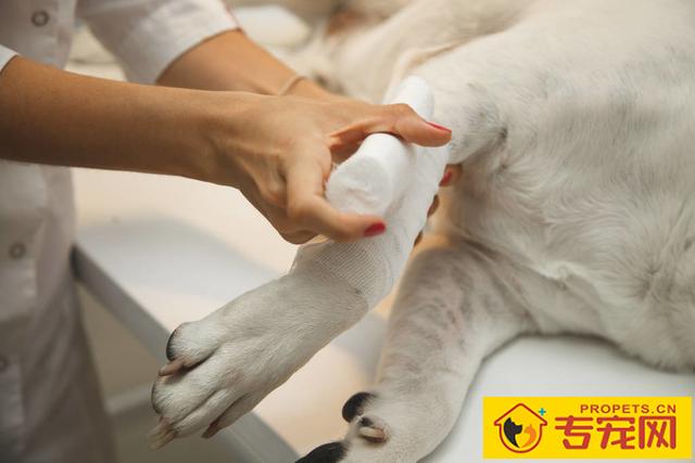 狗狗生病时候传出六个“求救信号”,每一个都很显著,接到能救人 狗狗生病时候传出六个“求救信号”,每一个都很显著,接到能救人