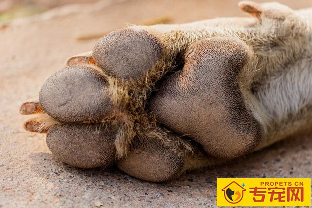 狗狗生病时候传出六个“求救信号”,每一个都很显著,接到能救人 狗狗生病时候传出六个“求救信号”,每一个都很显著,接到能救人