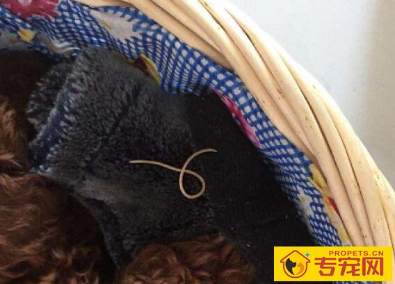 狗狗吐虫怎么办，狗狗吐虫子的原因