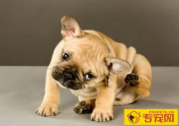 狗狗吐虫怎么办，狗狗吐虫子的原因