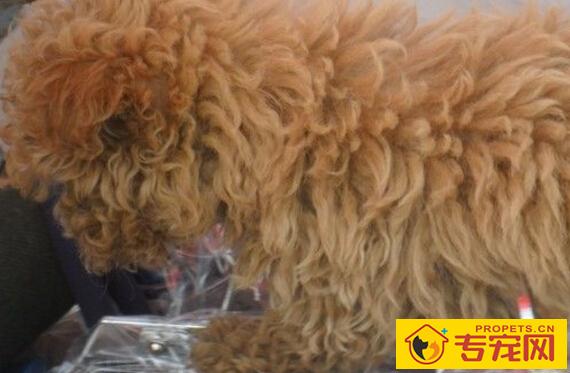 狗狗吐虫怎么办，狗狗吐虫子的原因