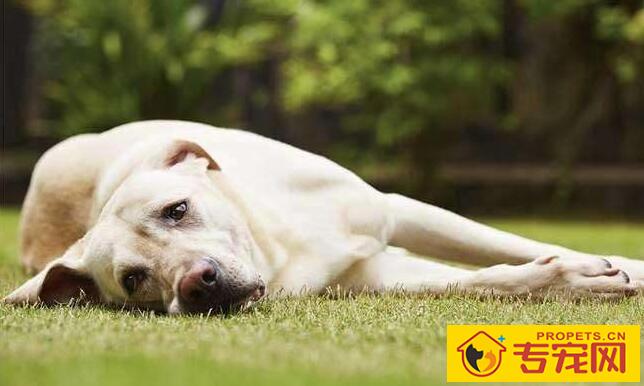 狗狗中毒了怎么办?会有哪些明显的症状! 狗狗中毒了怎么办?会有哪些明显的症状!