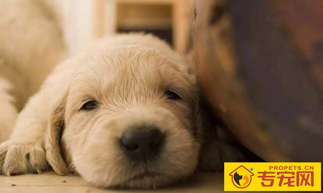 狗狗中毒了怎么办?会有哪些明显的症状! 狗狗中毒了怎么办?会有哪些明显的症状!