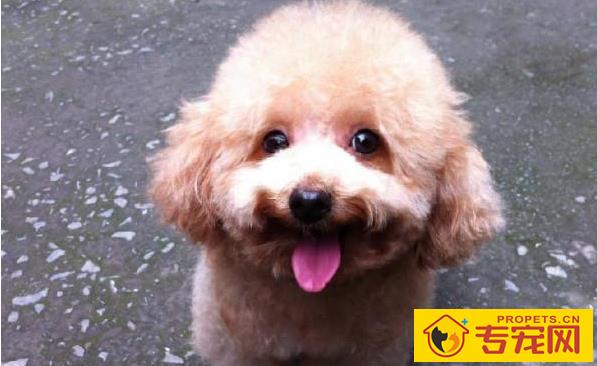 养宠物的注意了,你的这种个人行为,会导致狗狗拉稀! 养宠物的注意了,你的这种个人行为,会导致狗狗拉稀!