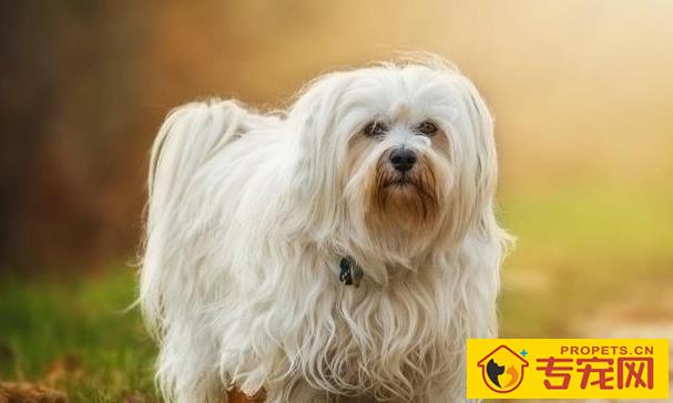 养宠物的注意了,你的这种个人行为,会导致狗狗拉稀! 养宠物的注意了,你的这种个人行为,会导致狗狗拉稀!