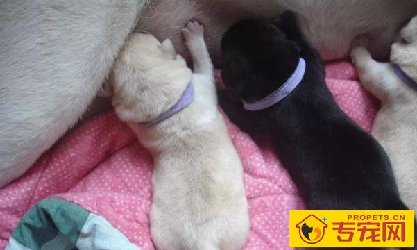 养宠物的注意了,你的这种个人行为,会导致狗狗拉稀! 养宠物的注意了,你的这种个人行为,会导致狗狗拉稀!