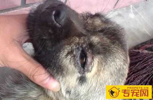 狗虱子怎么去除,5招教你去除狗狗身上的虱子 狗虱子怎么去除,5招教你去除狗狗身上的虱子