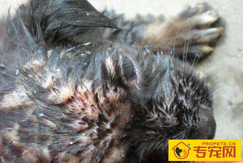 狗虱子怎么去除,5招教你去除狗狗身上的虱子 狗虱子怎么去除,5招教你去除狗狗身上的虱子