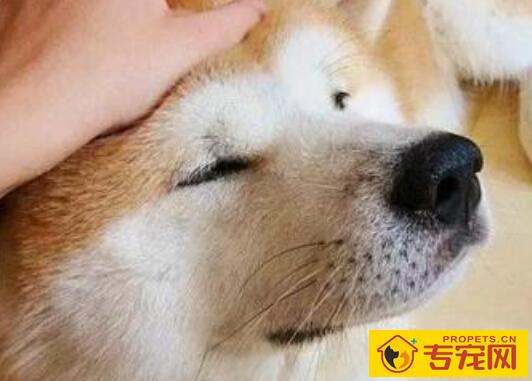 狗虱子怎么去除,5招教你去除狗狗身上的虱子 狗虱子怎么去除,5招教你去除狗狗身上的虱子