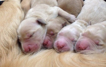 如何养金毛巡回猎犬图片