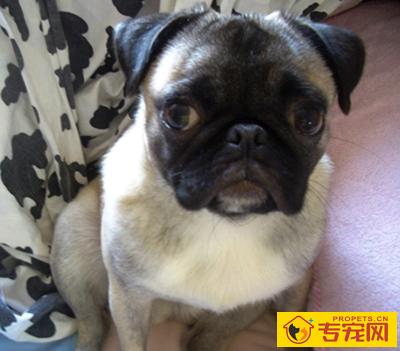 巴哥犬寿命 平均寿命一般在13-15岁左右