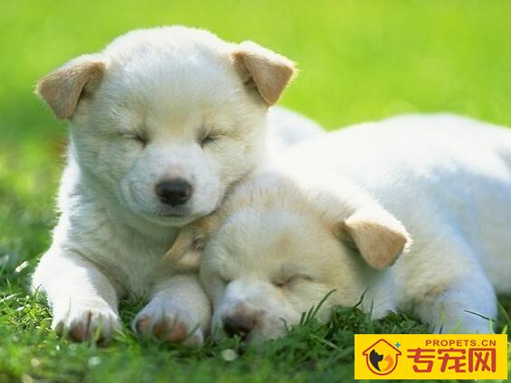 狗狗驱虫药的选择及驱虫时间详解 狗狗驱虫药的选择及驱虫时间详解