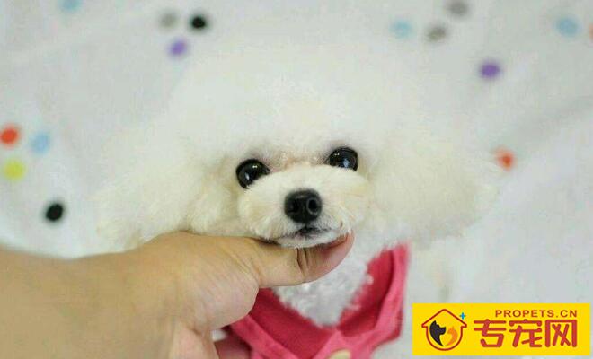 开宠物店的费用介绍及手续办理【投资者必读】 开宠物店的费用介绍及手续办理【投资者必读】