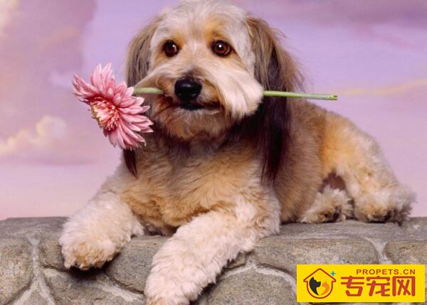 狗狗驱虫药的选择及驱虫时间详解 狗狗驱虫药的选择及驱虫时间详解