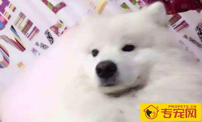 开宠物店的费用介绍及手续办理【投资者必读】 开宠物店的费用介绍及手续办理【投资者必读】