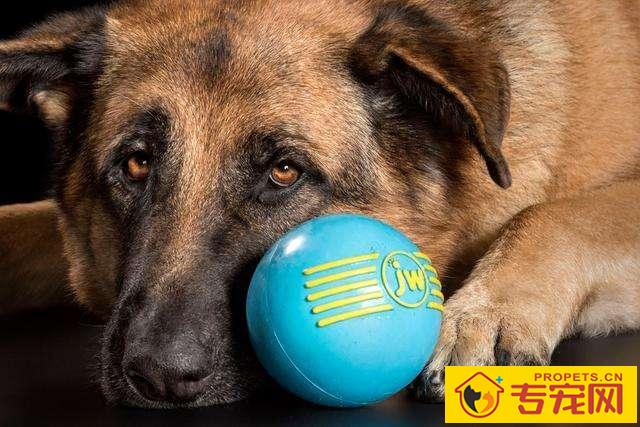 为什么说狗狗是红绿色盲，眼里只能高级灰？它的全球也是有色彩