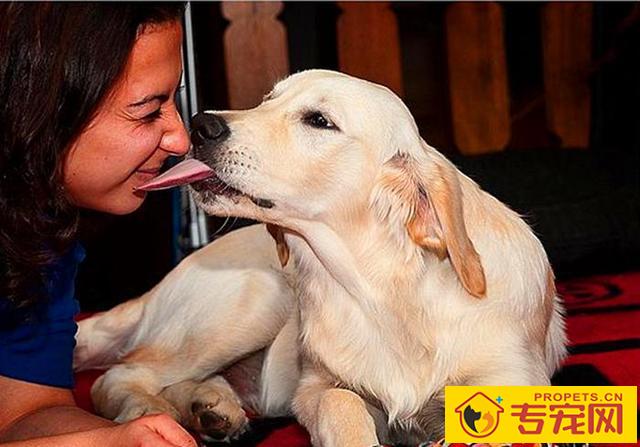 狗狗舔脸并无生命危险？猫奴需慎重，人宠亲亲抱抱时细菌会趁机侵入